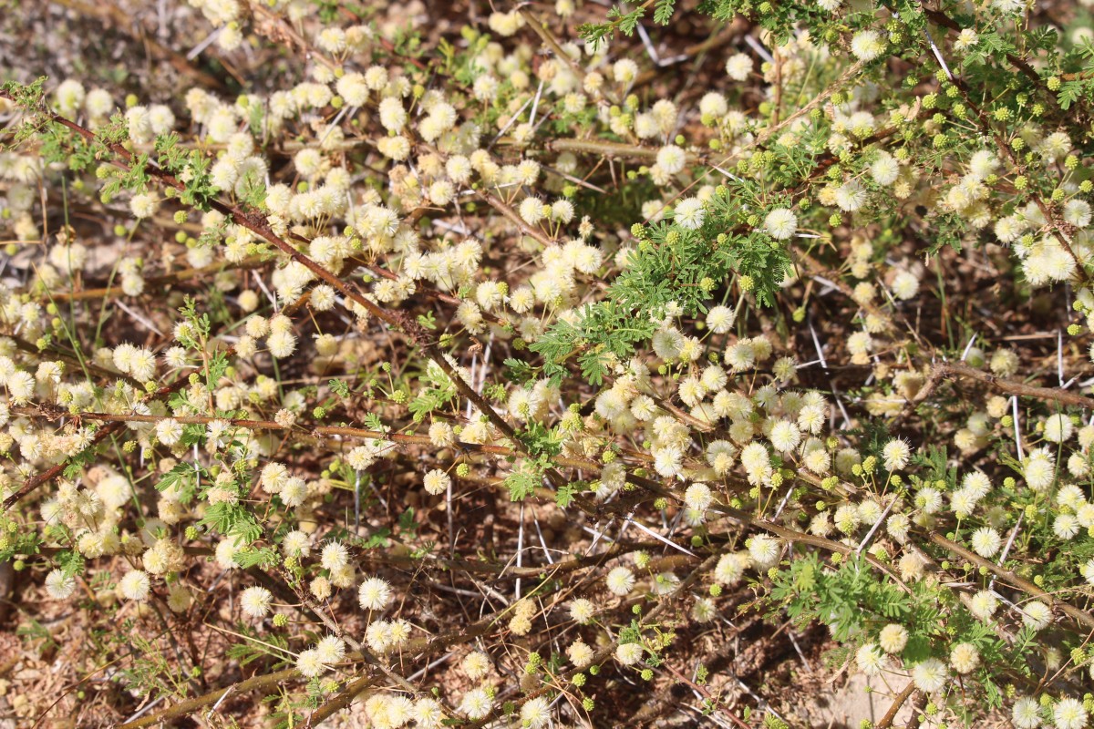 Vachellia planifrons (Wight & Arn.) Ragup., Seigler, Ebinger & Maslin